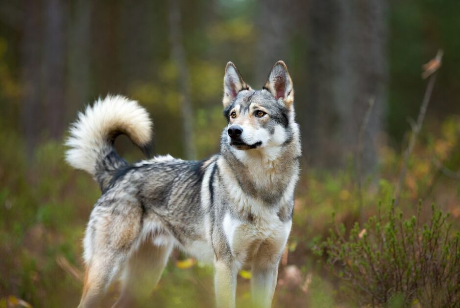 Τσεχοσλοβακικό Λυκόσκυλο
