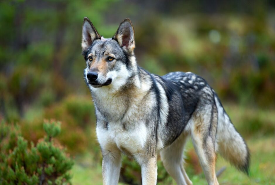 Τσεχοσλοβακικό Λυκόσκυλοσ Τσεχοσλοβακικό Λυκόσκυλο