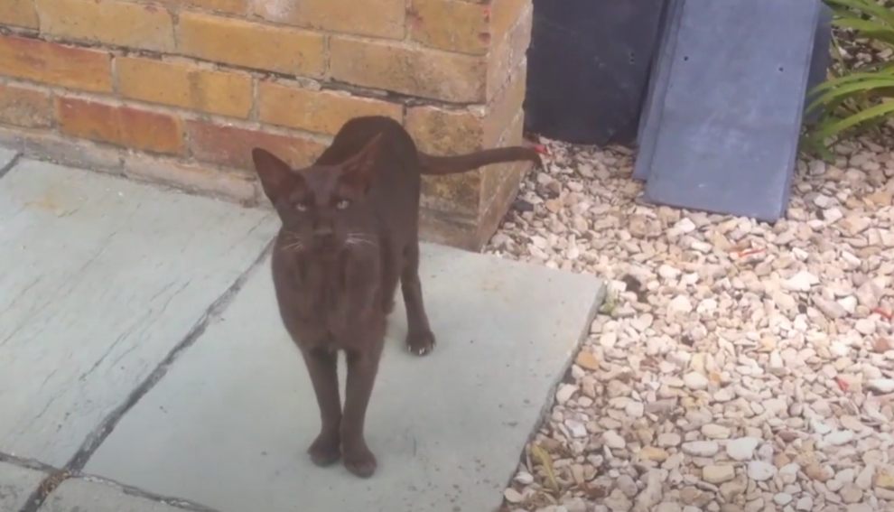 Γάτας της Αβάνας