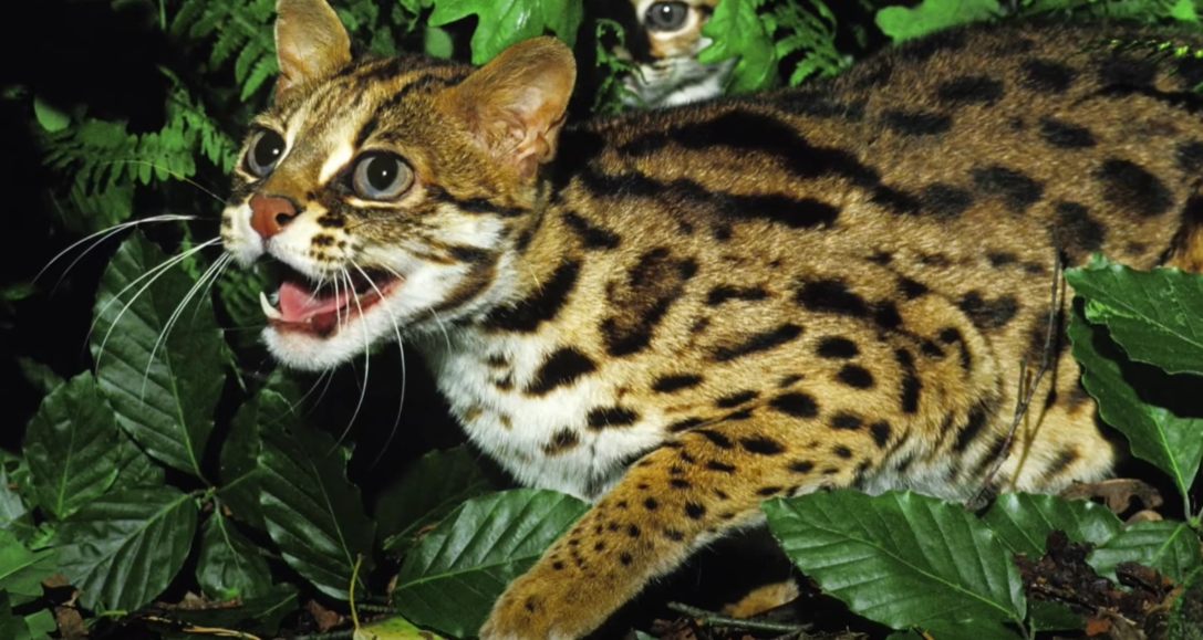 Γάτα Βεγγάλης