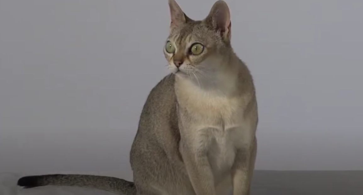 Γάτα Σιγκαπούρης