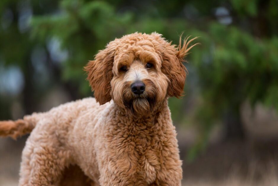 Λαμπραντούντλ (Labradoodle)