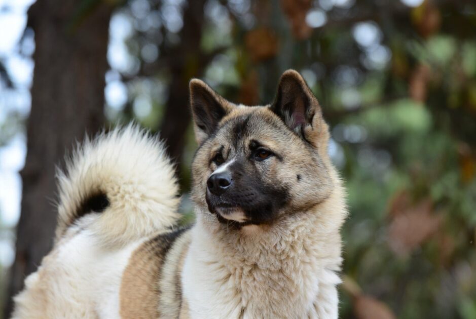 Ακίτα Ακίτα