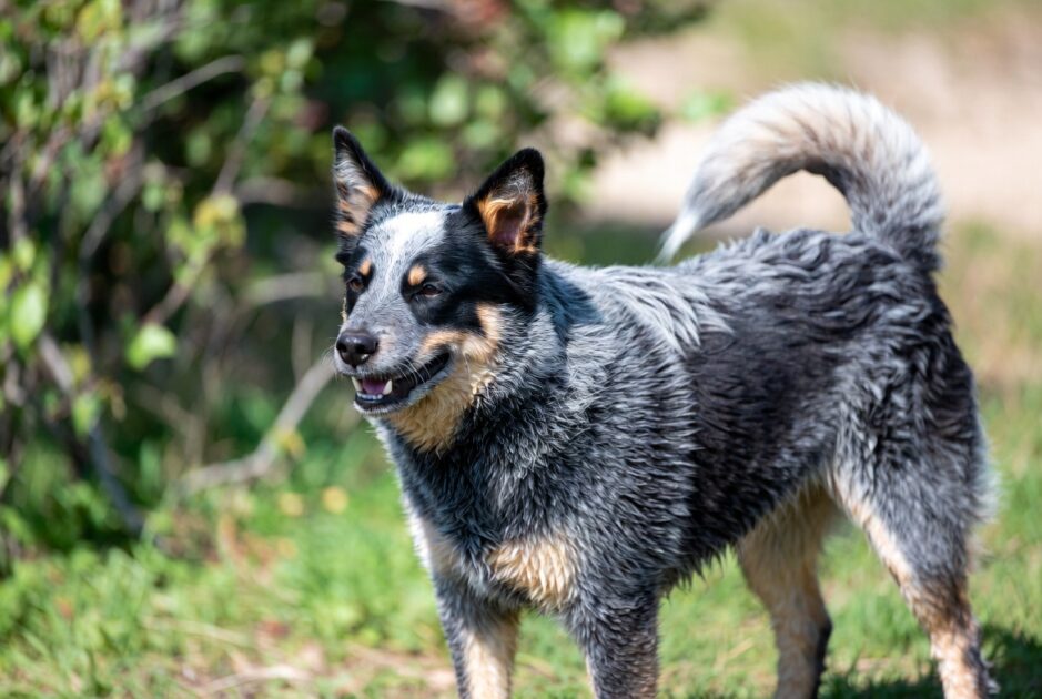 Αυστραλιανός σκύλος βοοειδών (Australian Cattle Dog)