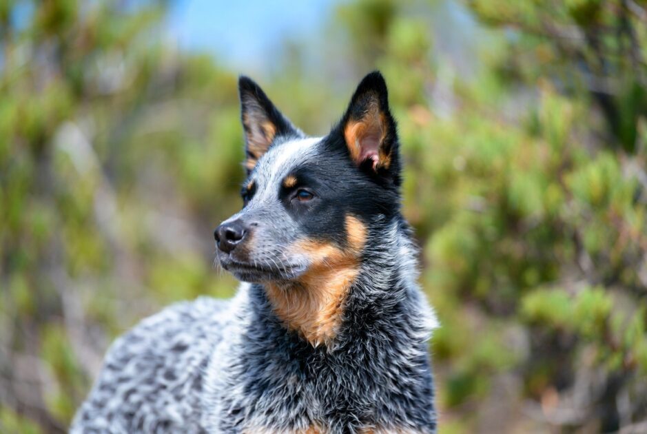 Αυστραλιανός σκύλος βοοειδών (Australian Cattle Dog)