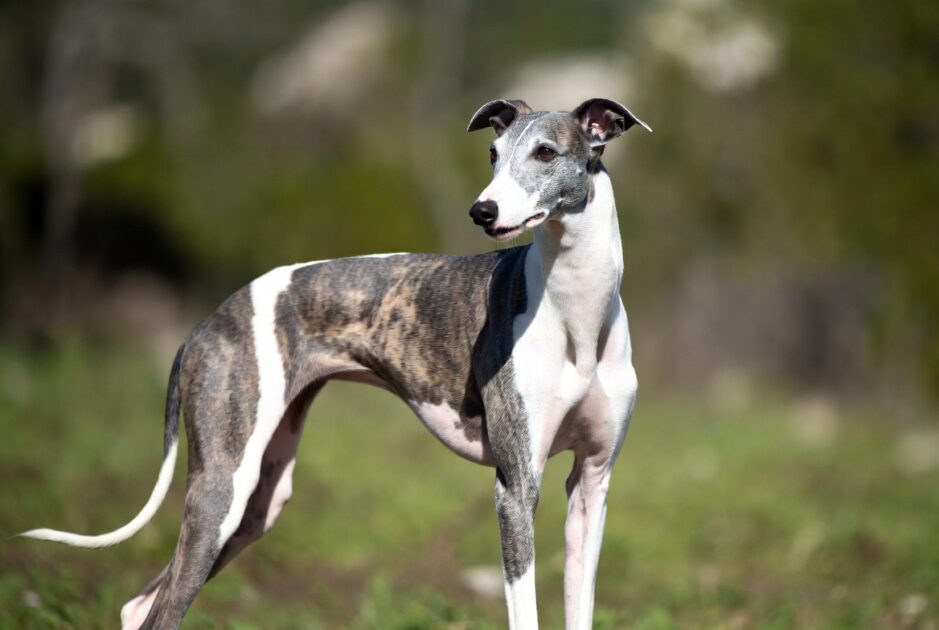 Γκάλγκο Εσπανιόλ (Galgo Espanol)