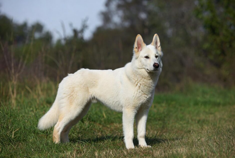 Λευκός Ελβετικός Ποιμενικός (Berger Blanc Suisse)