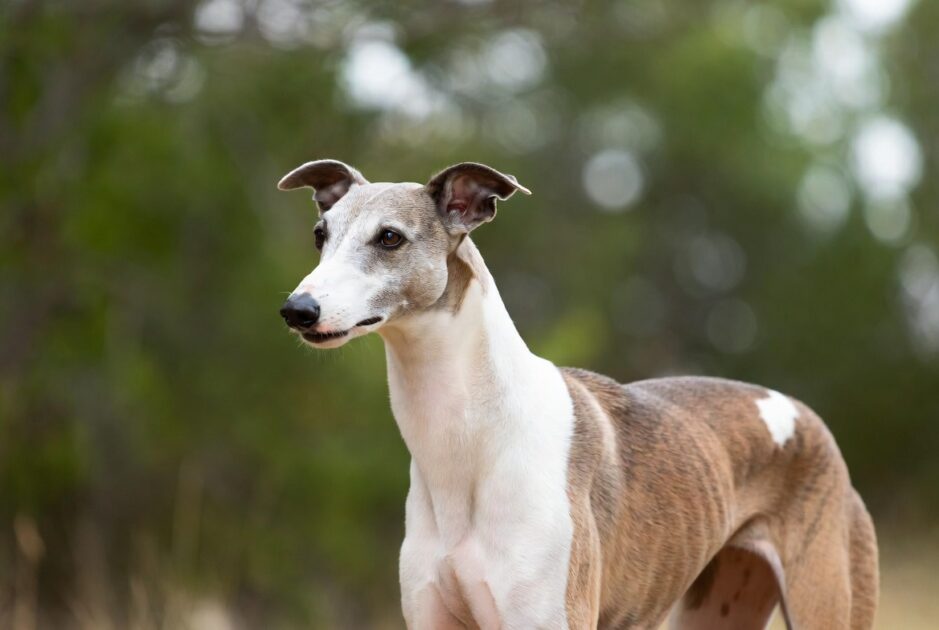 αρχείο λήψης Γκάλγκο Εσπανιόλ