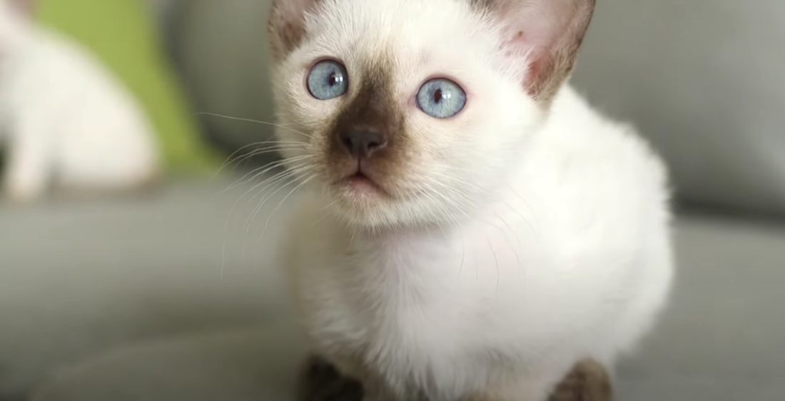 Γάτα Ταϊλάνδης