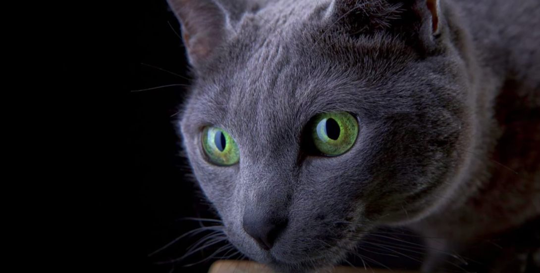 Ρωσική Μπλε γάτα