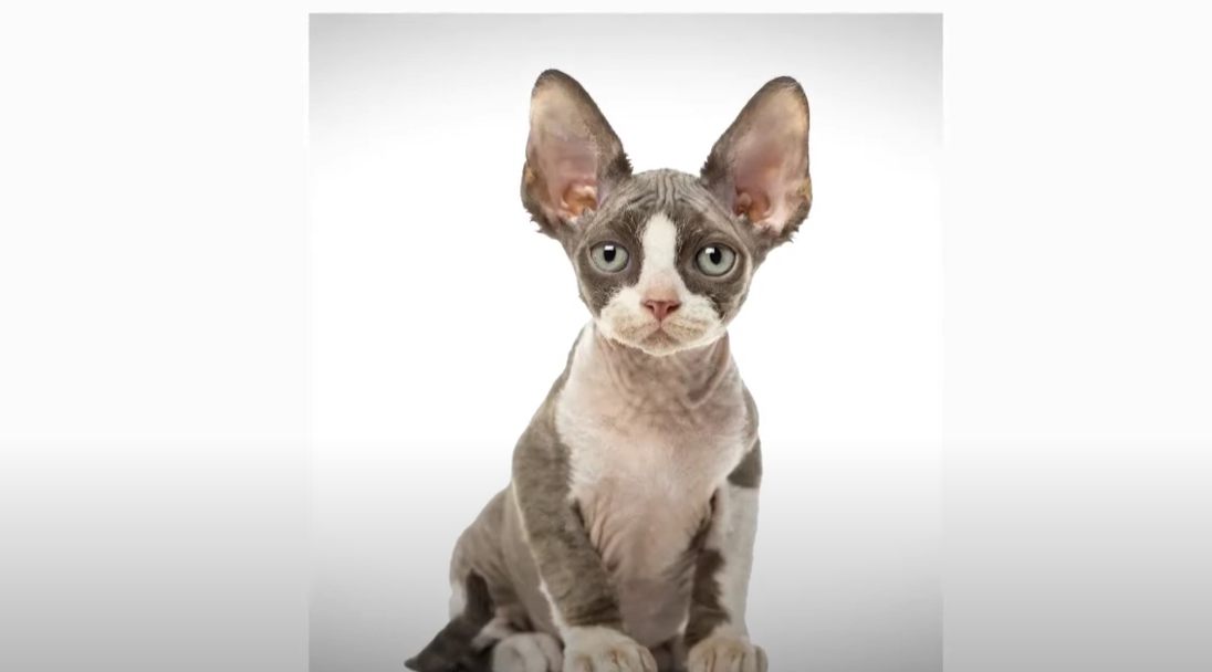 Γάτα Ντέβον Ρεξ