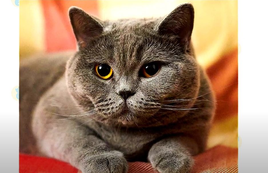 Βραζιλιάνικη κοντότριχη γάτα