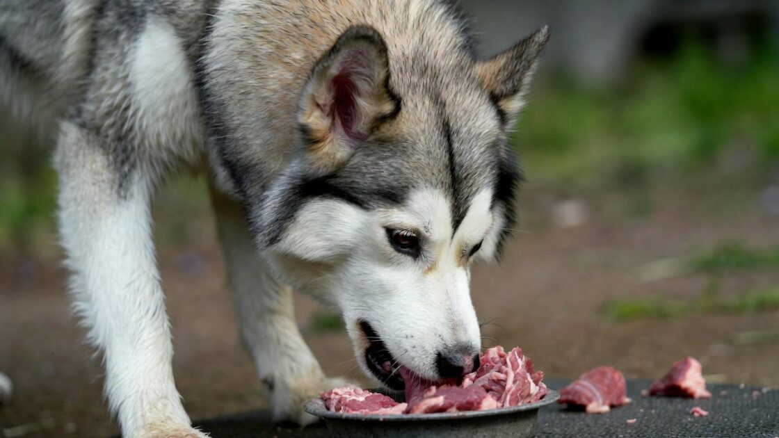 τρωει ενα χασκι ωμή τροφή