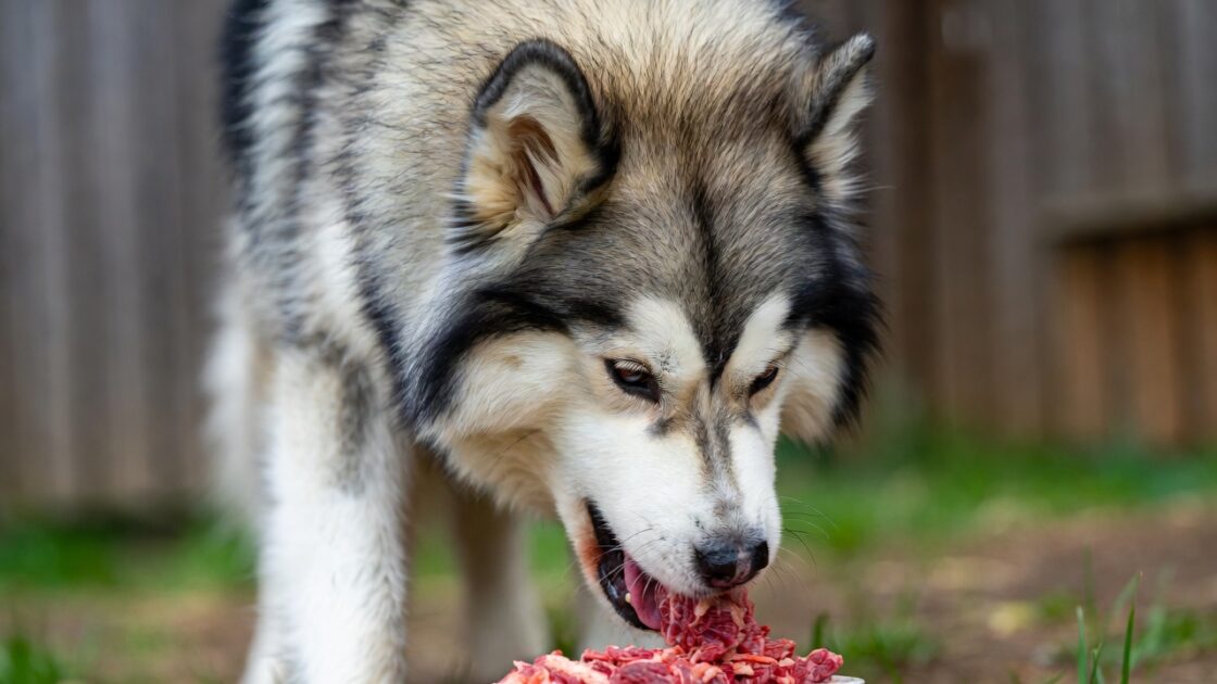 τρωει ενα χασκι ωμή τροφή