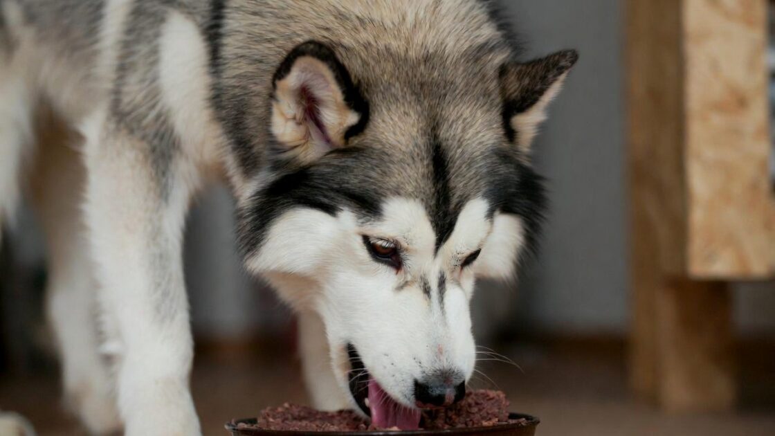 τρωει ενα χασκι ωμή τροφή