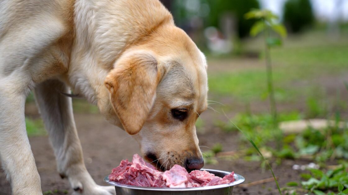 τρωει ενα χασκι ωμή τροφή 3 Κάνει να ταΐζετε τον σκύλο σας με ωμή τροφή;