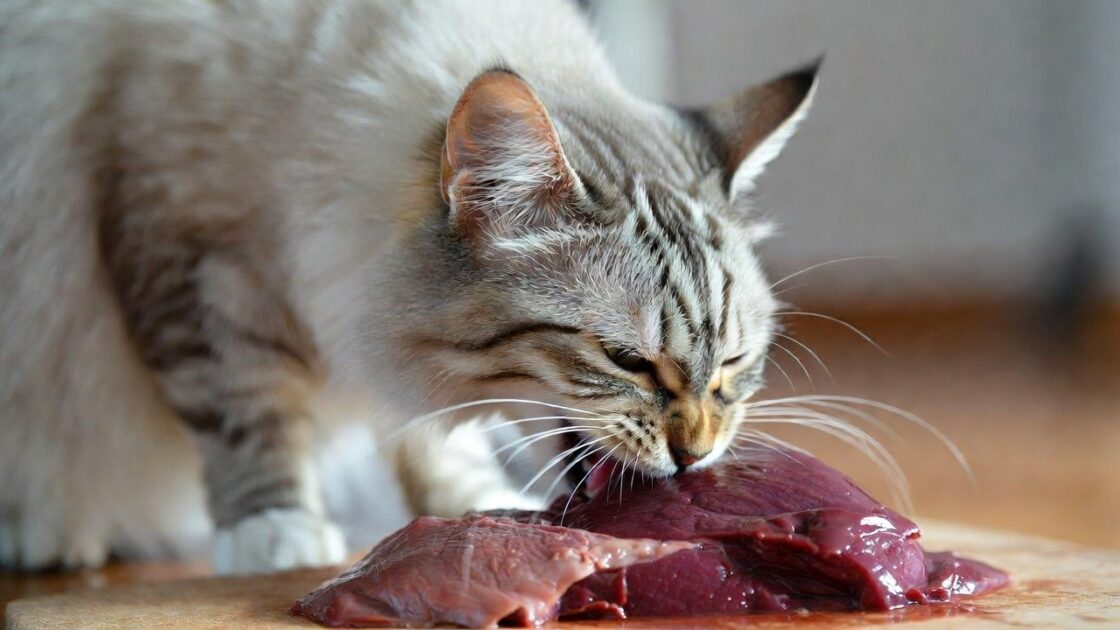 Μπορούν οι γάτες να τρώνε συκώτι 1 Μπορούν οι γάτες να τρώνε συκώτι