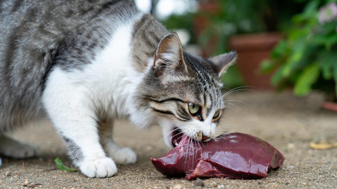 Μπορούν οι γάτες να τρώνε συκώτι