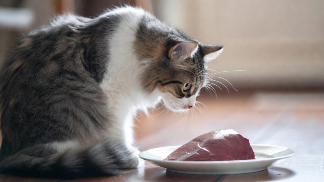 Μπορούν οι γάτες να τρώνε συκώτι