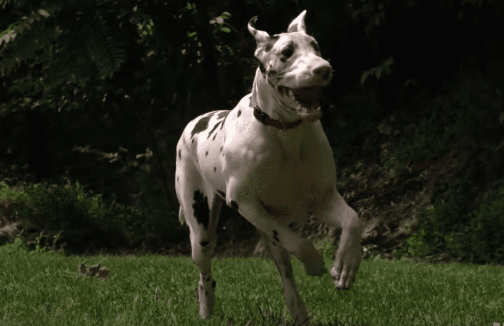 Great Danes Ποιος μεγαλόσωμος σκύλος είναι κατάλληλος για εσάς