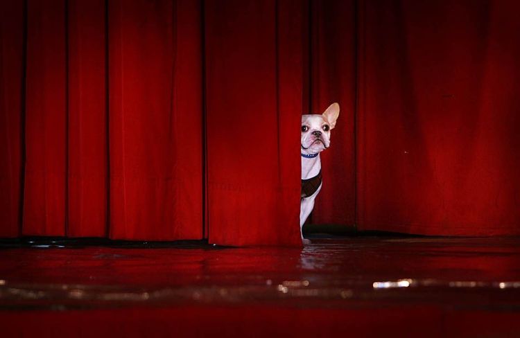 Ονόματα διασημοτήτων για σκυλιά