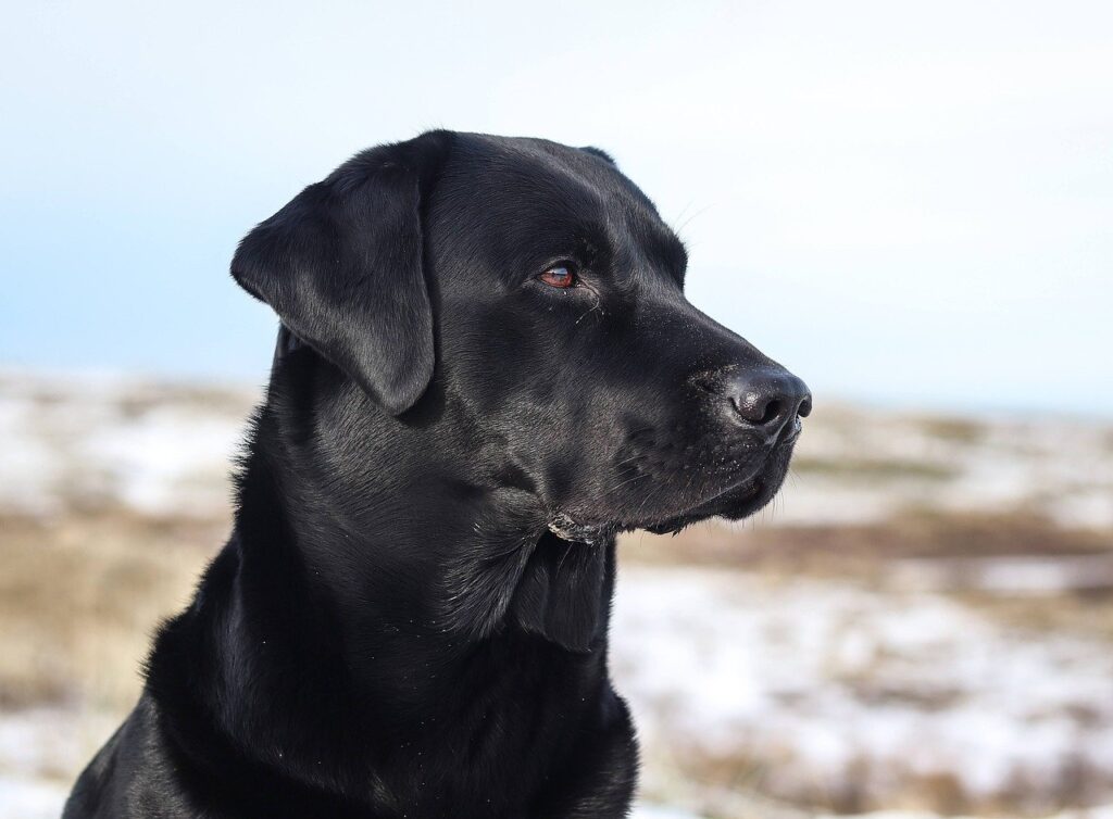 black labrador