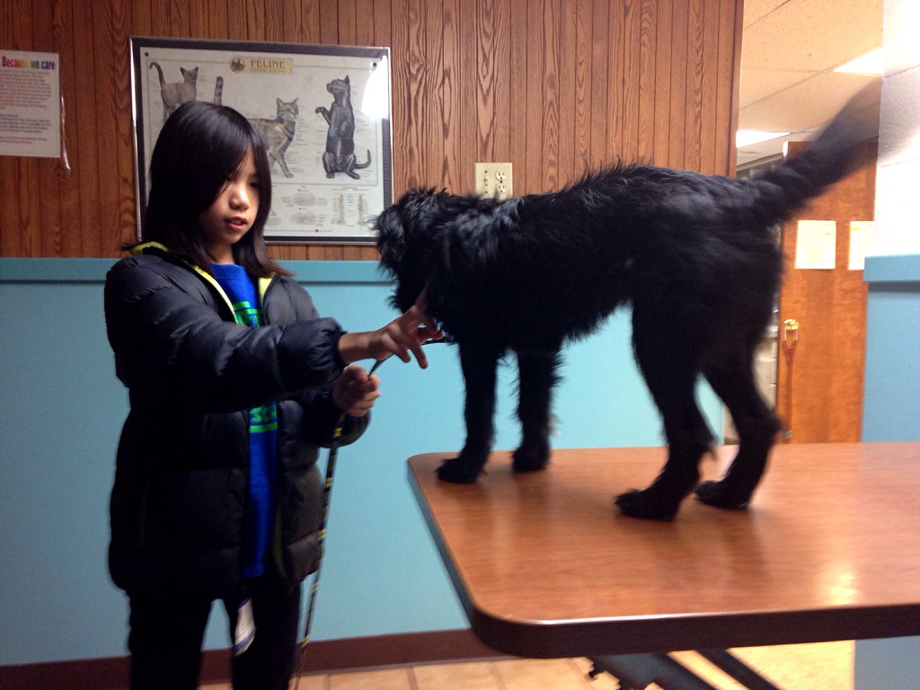 Σπειραματονεφρίτιδα σε σκύλους