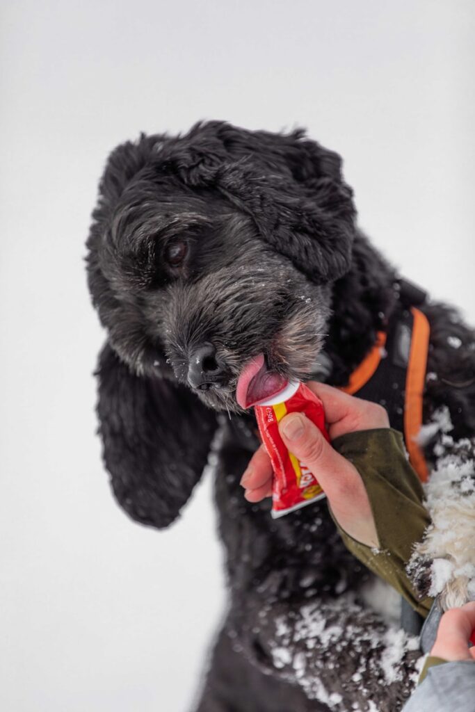 Μπορούν τα σκυλιά να φάνε μουστάρδα