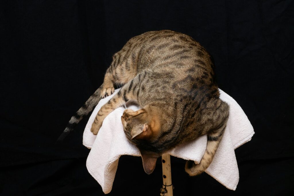 Γάτα Σαβάνας