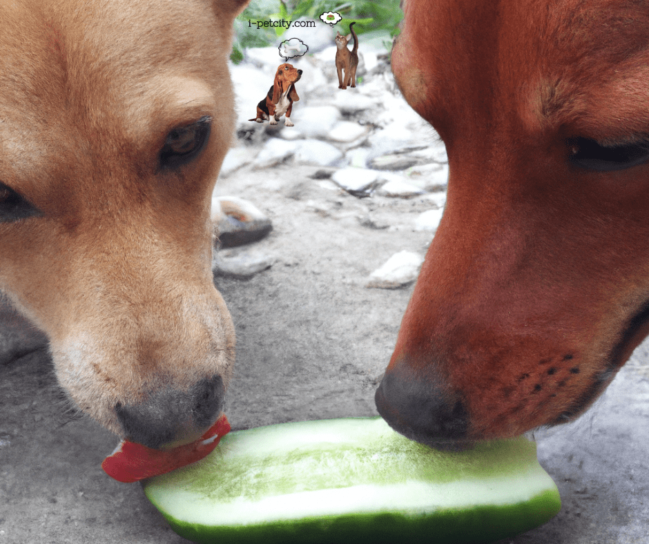 dogs eating cucumbers