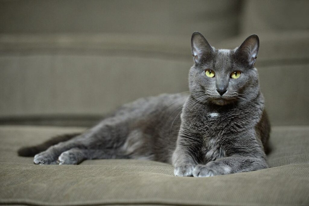 Asian cat breeds Korat ράτσες γατών από Ασία