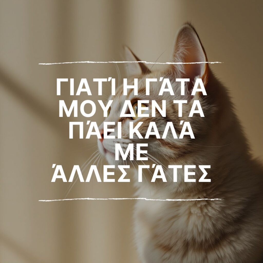 Γιατί η γάτα μου δεν τα πάει καλά με άλλες γάτες Γιατί η γάτα μου δεν τα πάει καλά με άλλες γάτες