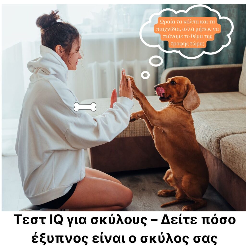 Τεστ IQ για σκύλους – Δείτε πόσο έξυπνος είναι ο σκύλος σας Τεστ IQ για σκύλους