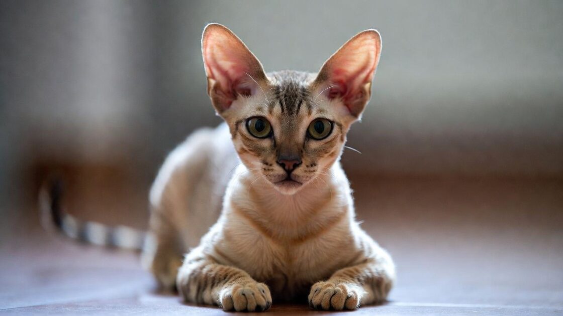 Γάτα Ντέβον Ρεξ (Devon Rex)