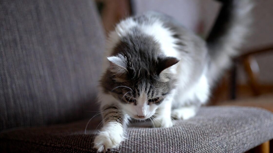 αρχείο λήψης 2 Πώς να σταματήσετε τις γάτες από το ξύσιμο των επίπλων