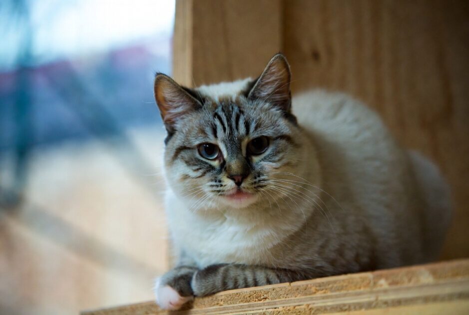 Είστε ο Εκλεκτός της Γάτας σας