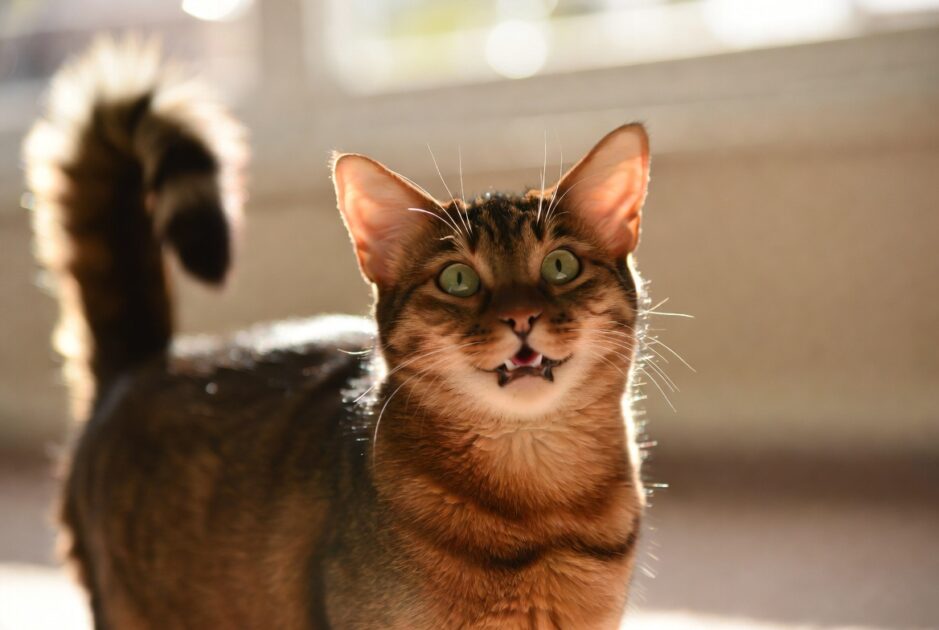 Αβυσσινίας (Abyssinian)