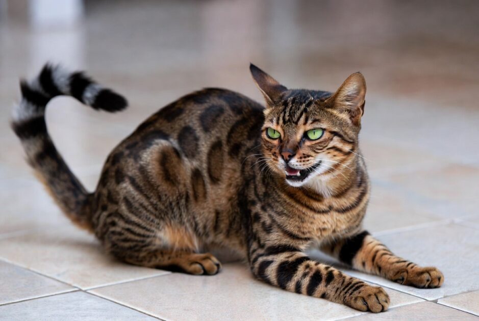 Αιγυπτιακή Μάου Egyptian Mau 7 αρχαίες φυλές γατών που υπάρχουν μέχρι σήμερα