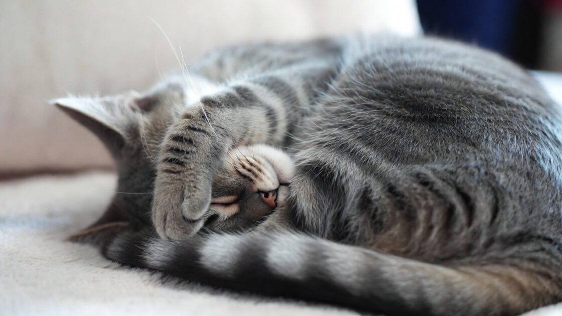 Γιατί η γάτα σας κρύβει το πρόσωπό της όταν κοιμάται