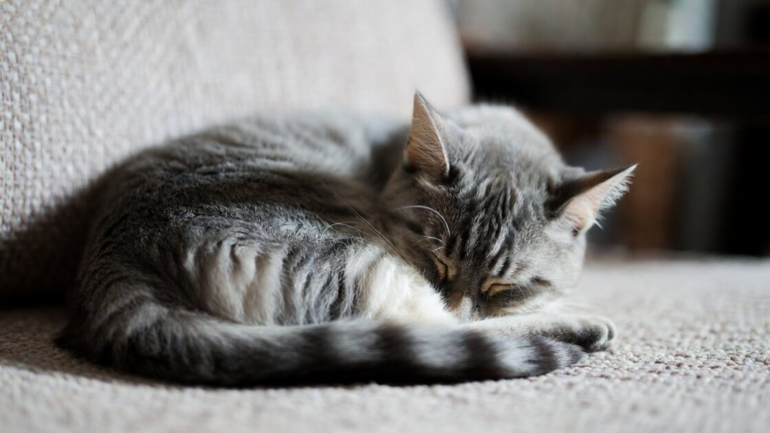 Γιατί η γάτα σας κρύβει το πρόσωπό της όταν κοιμάται
