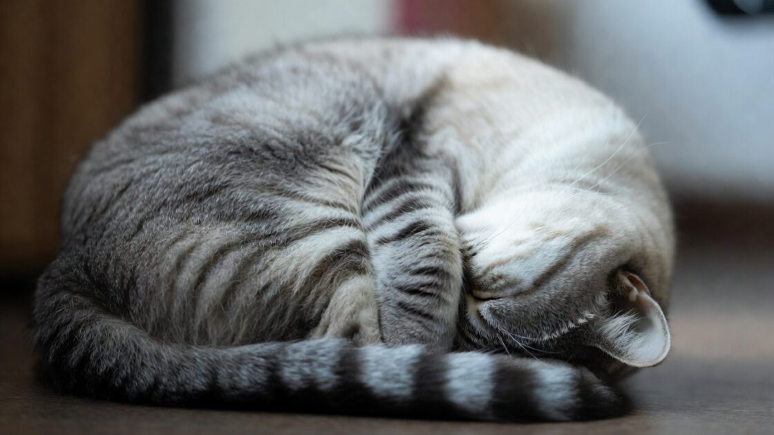 Γιατί η γάτα σας κρύβει το πρόσωπό της όταν κοιμάται 3 η γάτα σας κρύβει το πρόσωπό της όταν κοιμάται