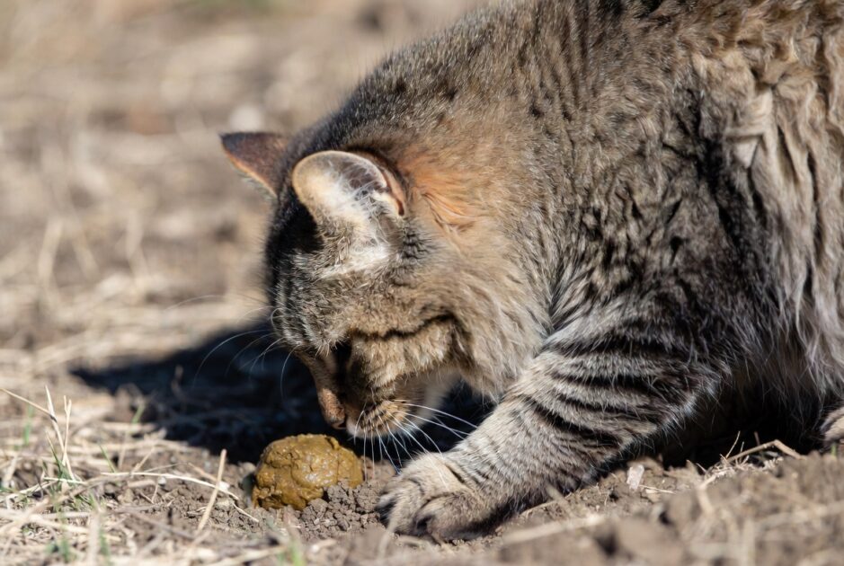 Γιατί οι Γάτες Θάβουν τα Περιττώματά τους