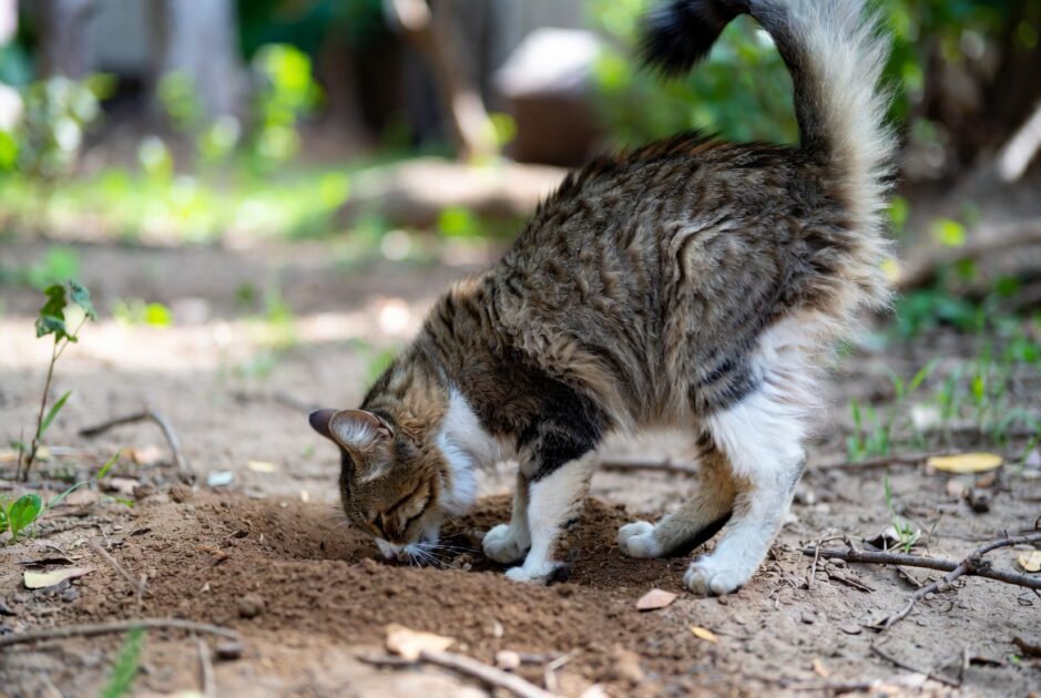 Γιατί οι Γάτες Θάβουν τα Περιττώματά τους