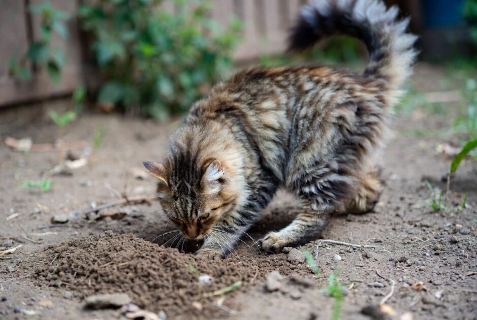 Γιατί οι Γάτες Θάβουν τα Περιττώματά τους