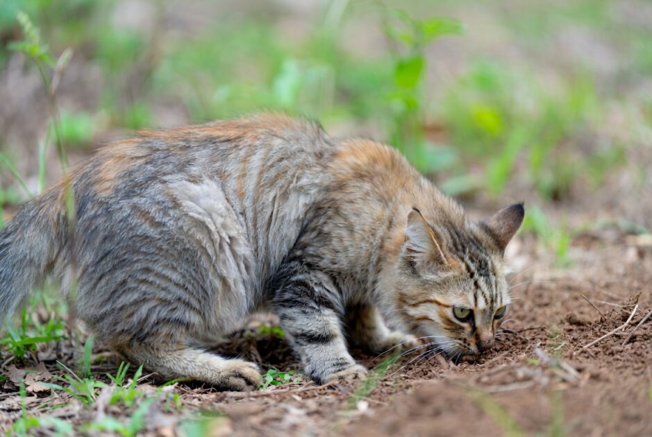 Γιατί οι Γάτες Θάβουν τα Περιττώματά τους