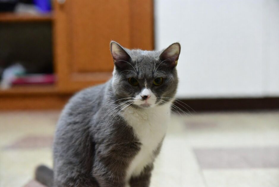 Είστε ο Εκλεκτός της Γάτας σας