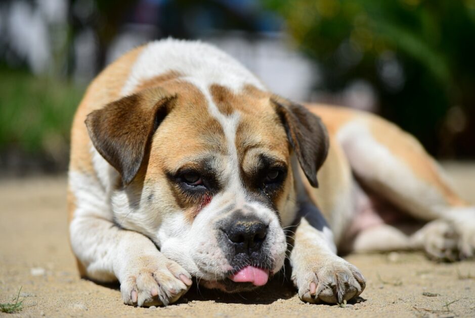 Κουρασμένος Σκύλος