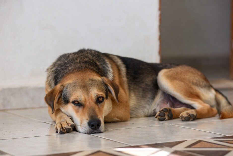 Κουρασμένος Σκύλος