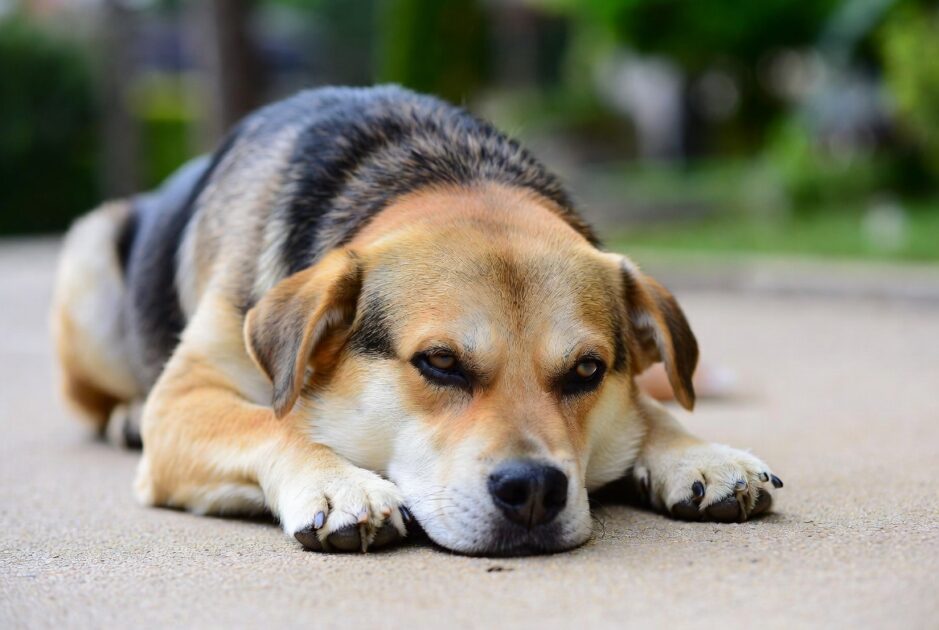 Κουρασμένος Σκύλος