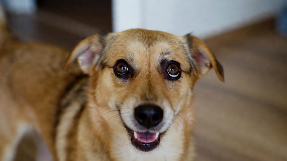 Πώς να προκαλέσετε εμετό στον σκύλο σας.